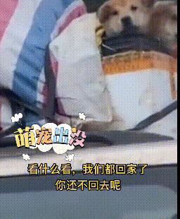 带狗回家过年好不好？全面解读的十个观点