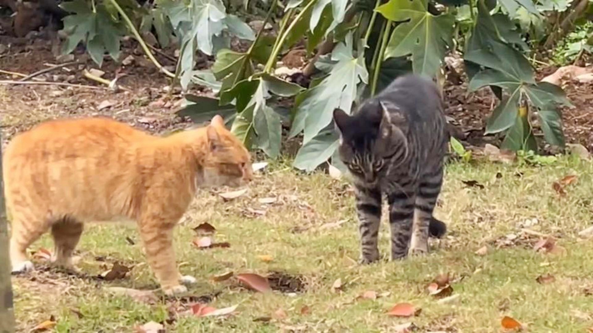 狸花猫霸气出击，橘猫瞬间变直立猫