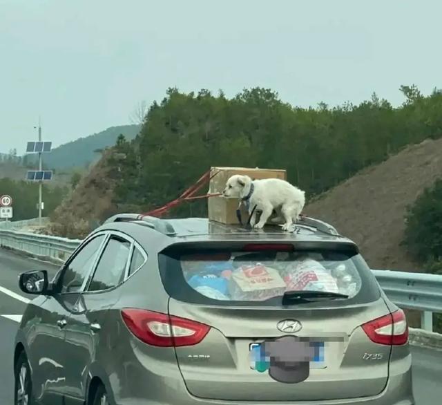 返乡狗狗专属坐票，主人车顶的温馨之旅